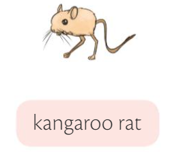 kangaroo rat.png